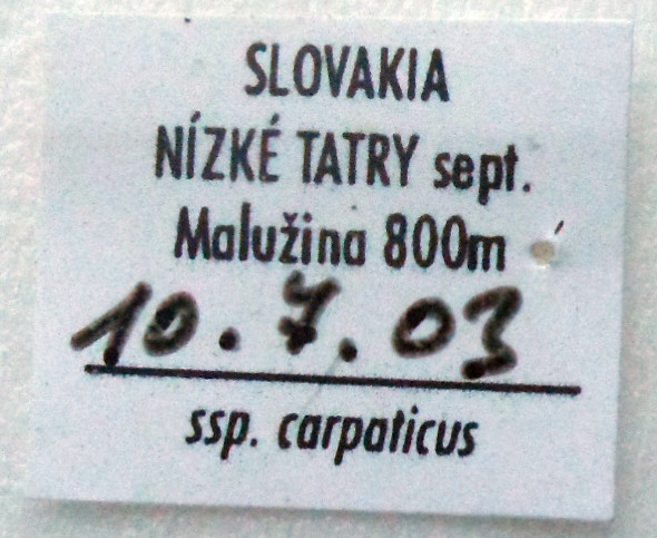 PARNASSIUS APOLLO CARPATICUS BILATERAL GYNANDROMORPH SLOVAKIA 7 (Internet Image property of respective owner, non-commercial use only)
